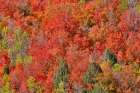 USA, Idaho. Bloomington Canyon Road hillsides in fall color on maple Art Print